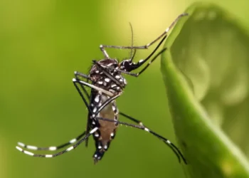 Solicitan prevención del dengue en comunidades rurales desde el Congreso del clase