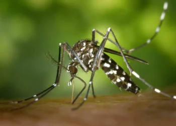 Reportan un caso de dengue en Piedras Negras