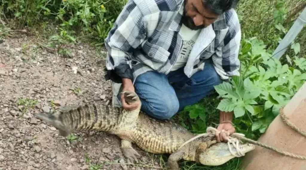 Hallan cocodrilo en la plena calle