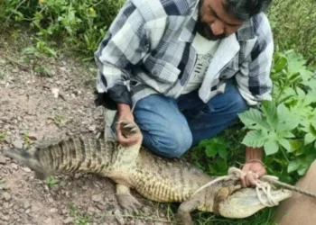 Hallan cocodrilo en la plena calle