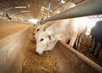 Piden ganaderos estrechar cerco sanitario para evitar llegada del gusano barrenador