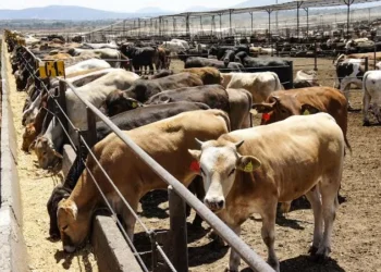 Injustificado cierre de frontera al ganado por gusano barrenador