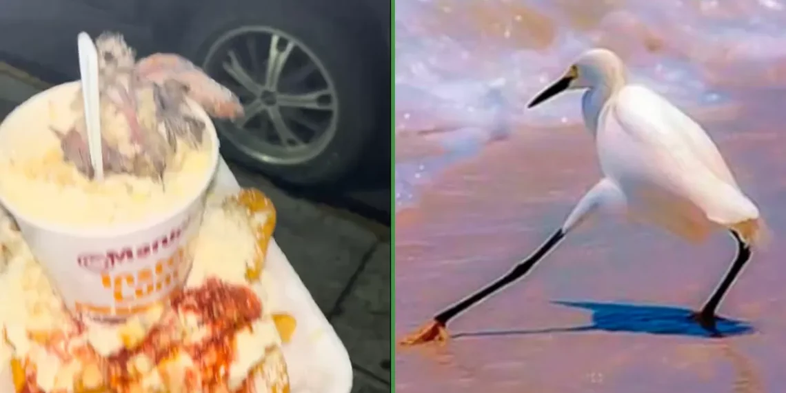 Mejor que aguacate: le cae un pichón a su Maruchan que acababa de cazar