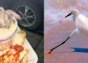 Mejor que aguacate: le cae un pichón a su Maruchan que acababa de cazar