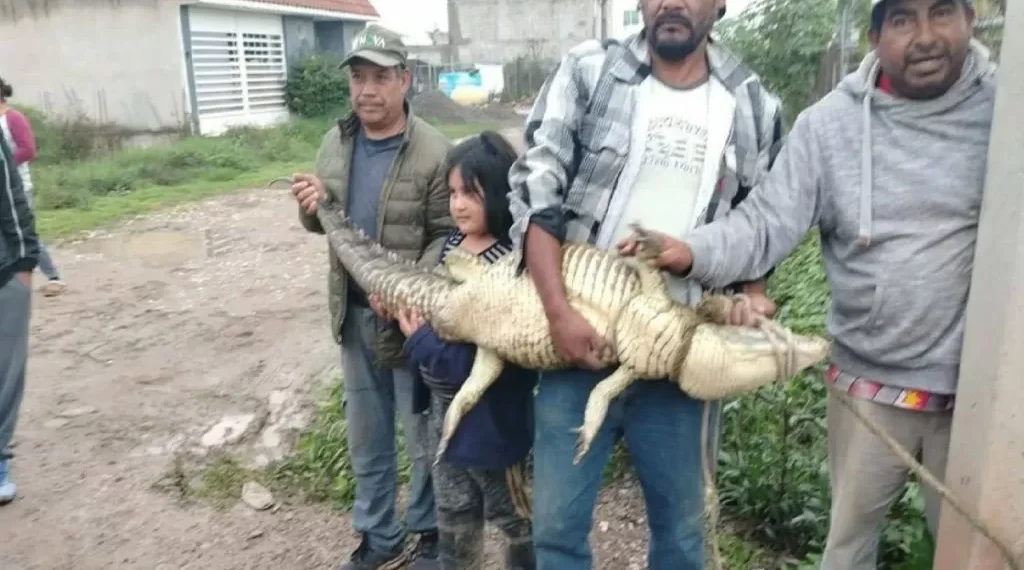 Cocodrilos en Izcalli desatan temor