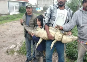 Cocodrilos en Izcalli desatan temor