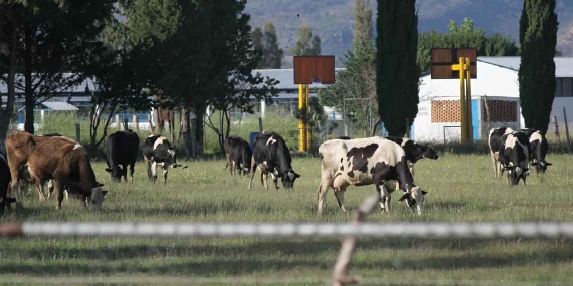 Durango defiende su sanidad ganadera anta medidas por brote de gusano barrenador en Veracruz