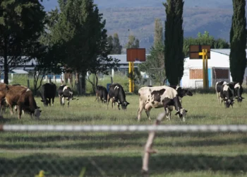Durango defiende su sanidad ganadera anta medidas por brote de gusano barrenador en Veracruz