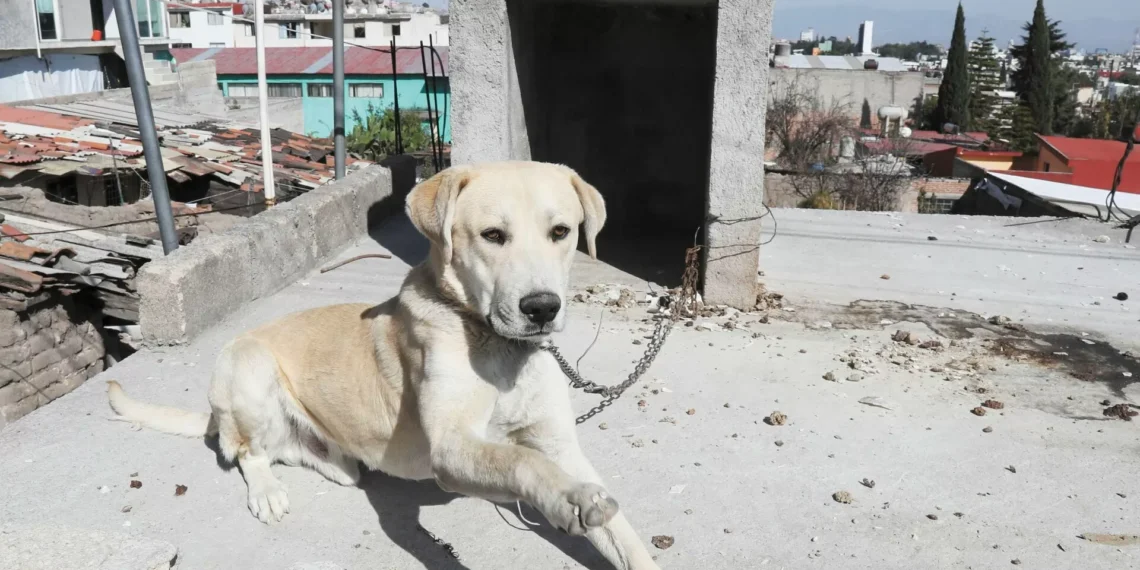 Aplicarán en Durango vacuna contra rabia