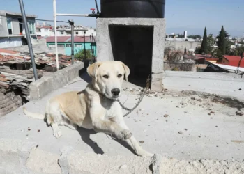 Aplicarán en Durango vacuna contra rabia