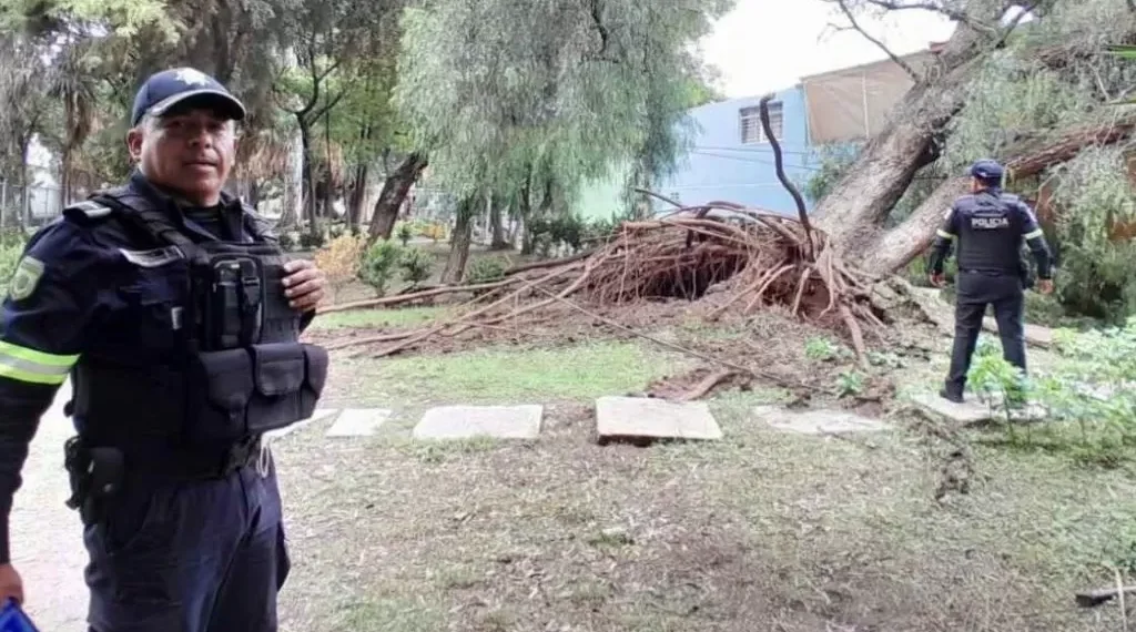 Árboles podridos, legado municipal