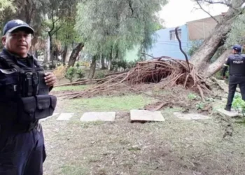 Árboles podridos, legado municipal