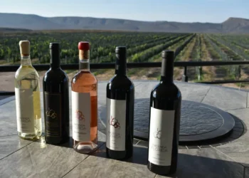 ¿Qué visitar en General Cepeda? La zona con mayor desemejanza de fósiles en México