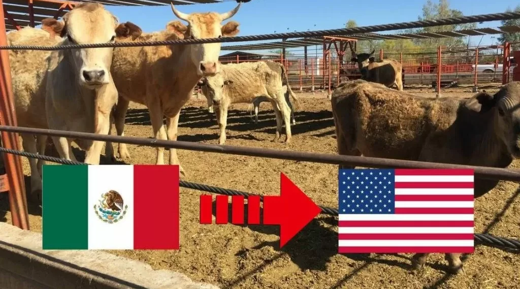 Reactiva EU cruces ganaderos claves