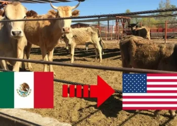 Reactiva EU cruces ganaderos claves