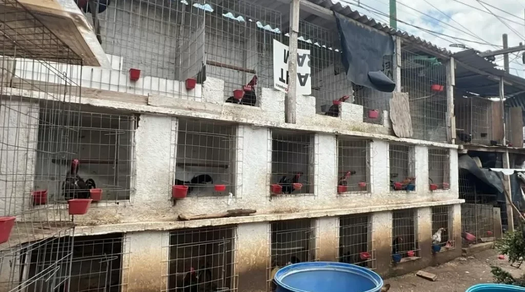 Criadero ilegal con animales y droga