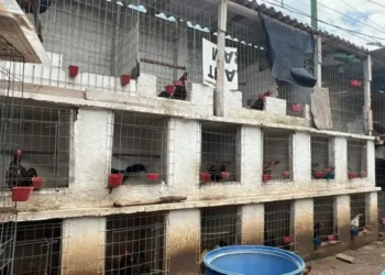 Criadero ilegal con animales y droga