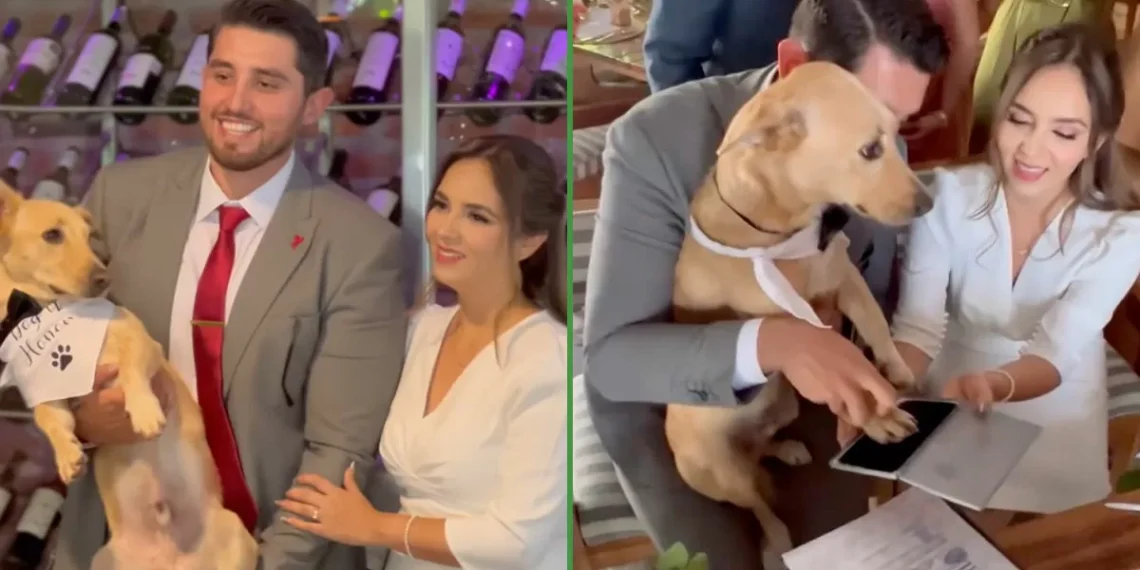 Hasta que el ladrido los separe: perrito firmó como “testimonio” el acta de matrimonio de sus dueños