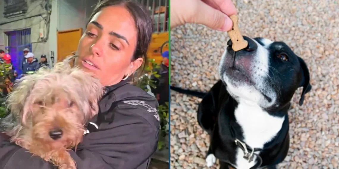 Perrito que fue “rescatado” por Alessandra Rojo dice que fue sobornado