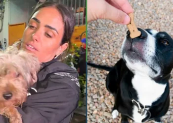 Perrito que fue “rescatado” por Alessandra Rojo dice que fue sobornado