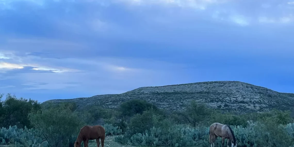Ejidatarios de la Región Norte de Coahuila denuncian red de abigeato