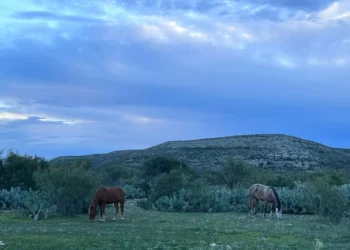 Ejidatarios de la Región Norte de Coahuila denuncian red de abigeato