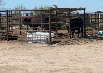 Ganaderos de de Coahuila y Durango esperan apoyo de gobierno