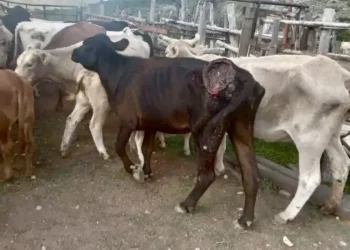 Muere por mal trato res robada y recuperada