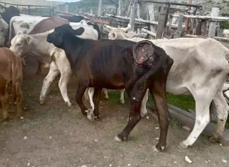 Muere por mal trato res robada y recuperada