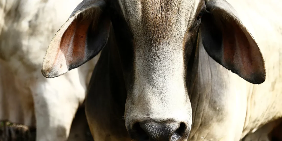 Coahuila lanza programa integral para fortalecer la ganadería y reactivar exportaciones