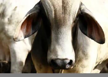 Coahuila lanza programa integral para fortalecer la ganadería y reactivar exportaciones