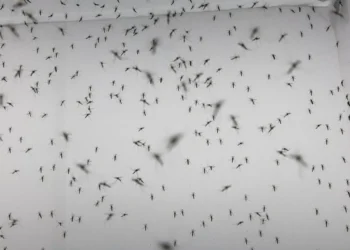 Gómez Palacio suma seis casos positivos de dengue