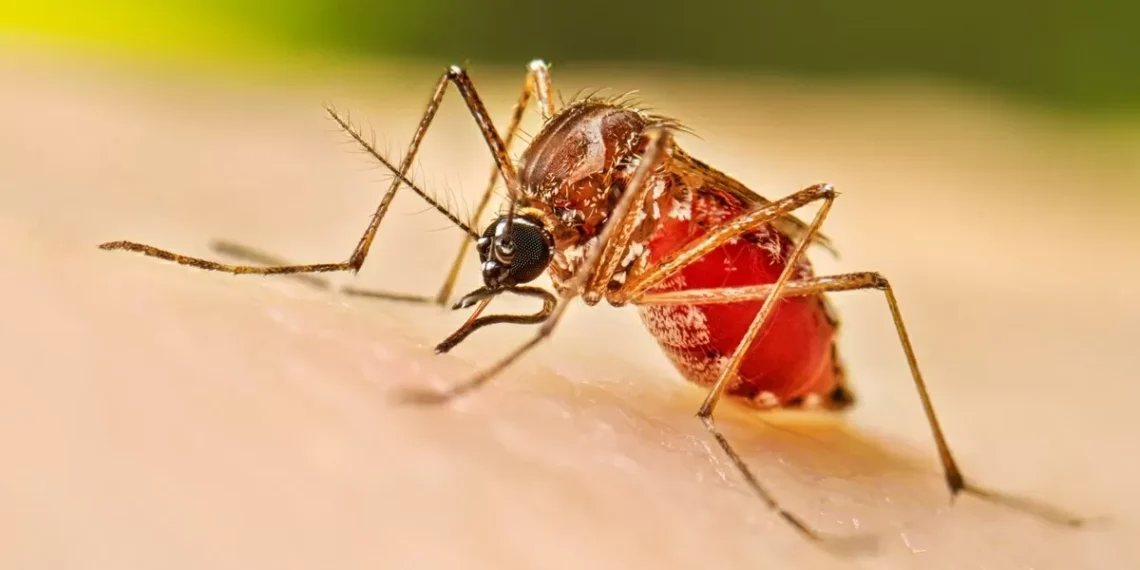 En este año, se han confirmado 153 casos de dengue en Coahuila