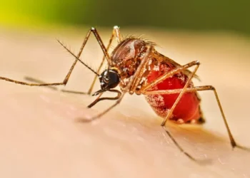 En este año, se han confirmado 153 casos de dengue en Coahuila