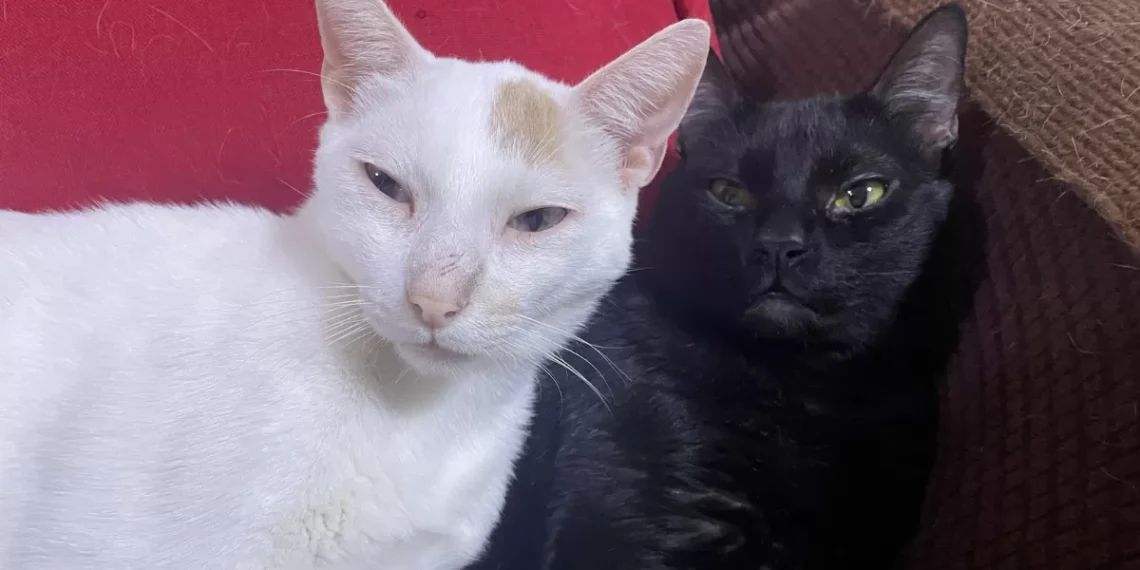 Exhortan a capacitar personal municipal en trato digno a los animales