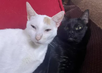 Exhortan a capacitar personal municipal en trato digno a los animales