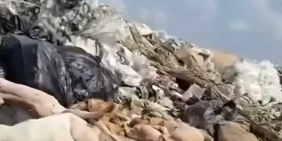 anatema el PAN falta de protocolos en manejo de animales muertos en Piedras Negras