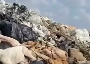 anatema el PAN falta de protocolos en manejo de animales muertos en Piedras Negras