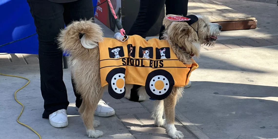 Recolectan casi 1.5 toneladas de croquetas para el núcleo de Bienestar Animal en Monclova