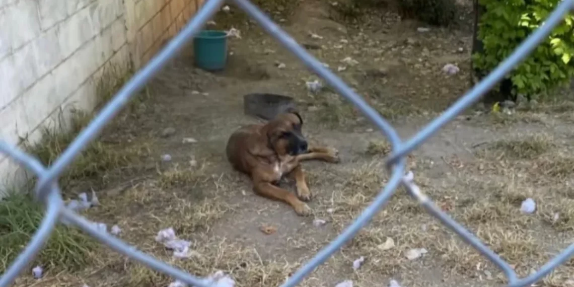 Piden ayuda para perrito ‘Juanito’, lo quieren expedir a la perrera en Saltillo