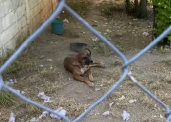 Piden ayuda para perrito ‘Juanito’, lo quieren expedir a la perrera en Saltillo