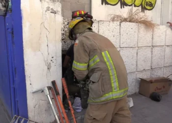 Creían que época un cadáver humano, épocan restos de un animal muerto