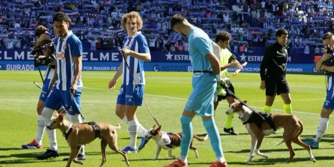 Los pericos no abandonan a los perros