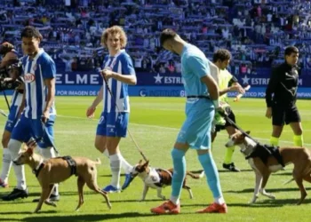 Los pericos no abandonan a los perros