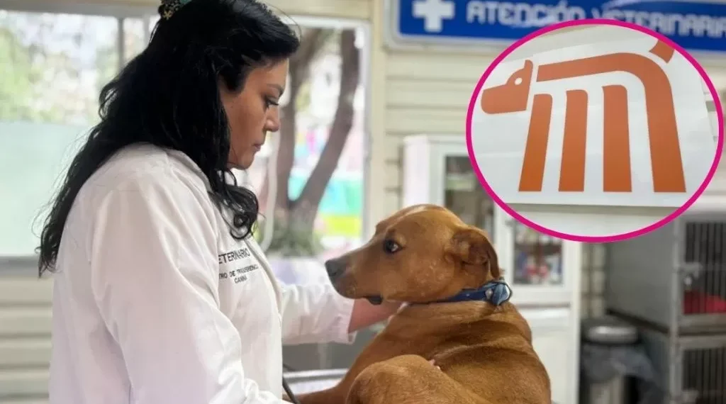 El STC Metro mantiene compromiso de salvaguardar a las especies animales detectadas al interior de la cerca