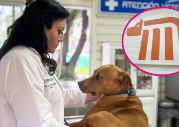 El STC Metro mantiene compromiso de salvaguardar a las especies animales detectadas al interior de la cerca