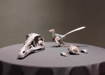 Xenovenator espinosai: El nuevo dinosaurio carnívoro campechano en Coahuila que habitó hace 74 millones de años