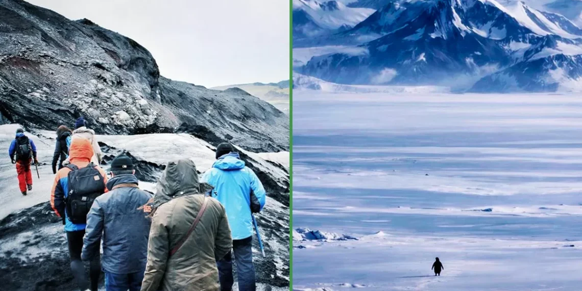 Prevén migración masiva a Groenlandia luego de admirar al pingüino nihilista