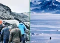 Prevén migración masiva a Groenlandia luego de admirar al pingüino nihilista