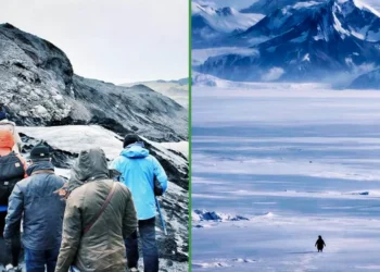 Prevén migración masiva a Groenlandia luego de admirar al pingüino nihilista